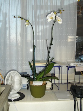 phalaenopsisorchid